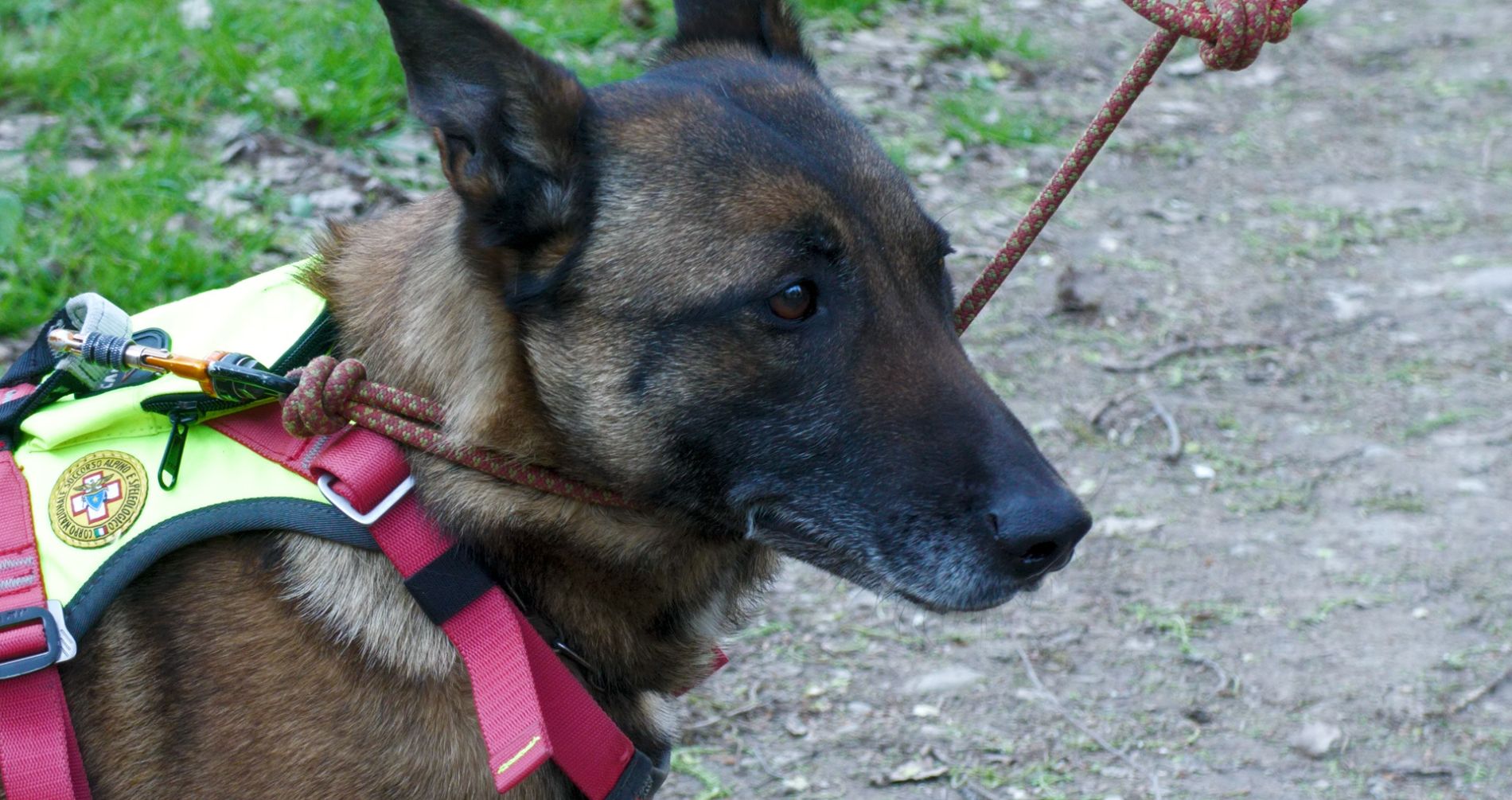 Soccorso alpino: il valore delle unità cinofile